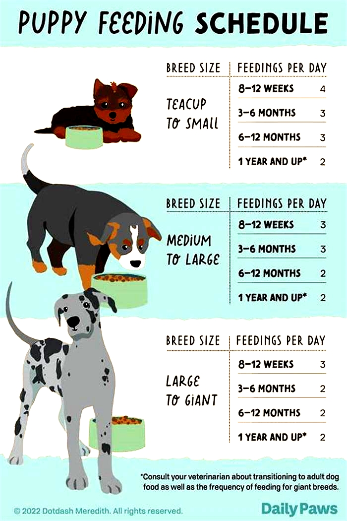 How many times should you feed your dog