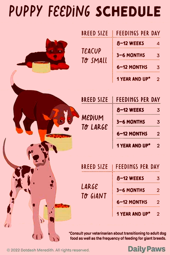 How much should a dog eat a day?