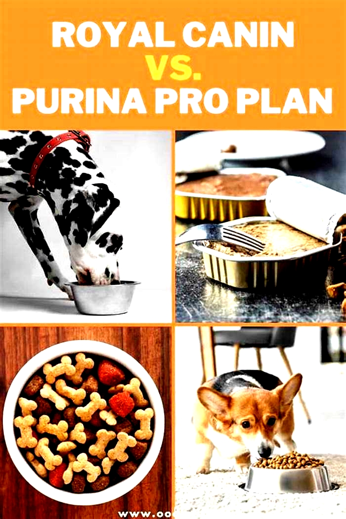 Is Royal Canin or Purina Pro Plan better