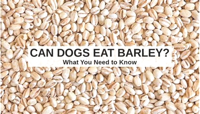 Is barley good for dogs