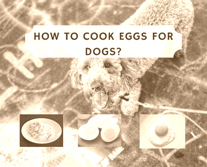 Is boiled egg good for dogs