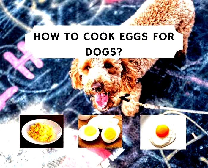 Is boiled eggs good for dogs everyday