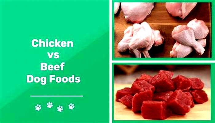 Is chicken or beef better for dogs