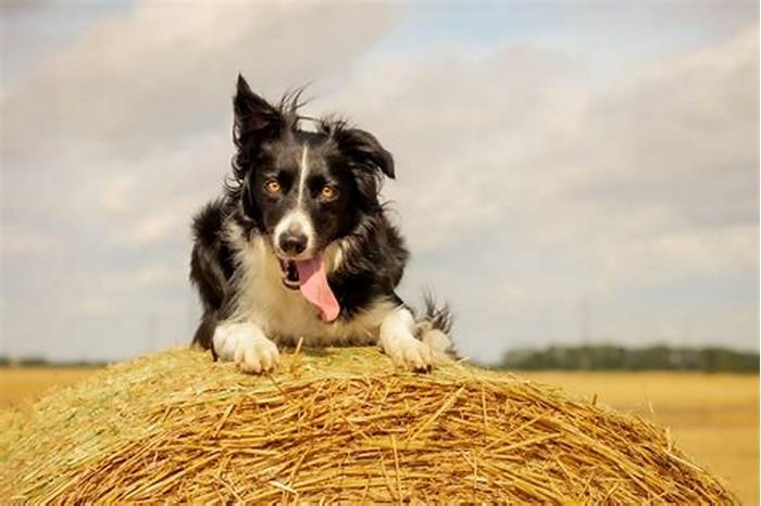 Is farmers dog natural?