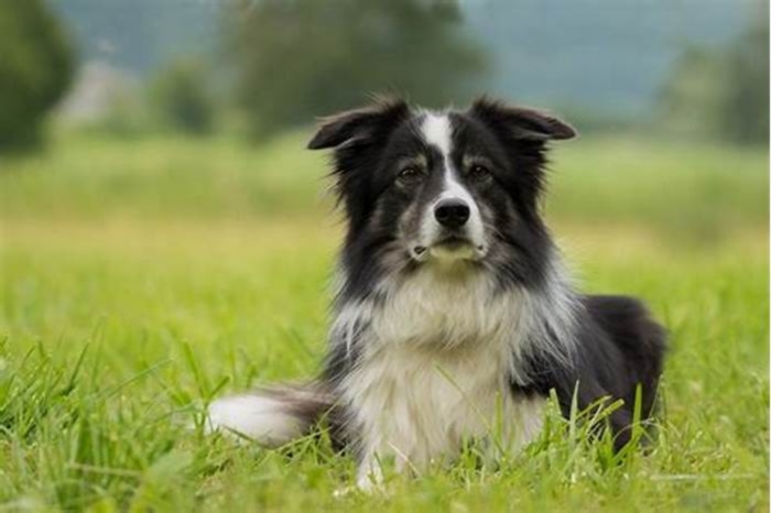 Is farmers dog safe for humans?