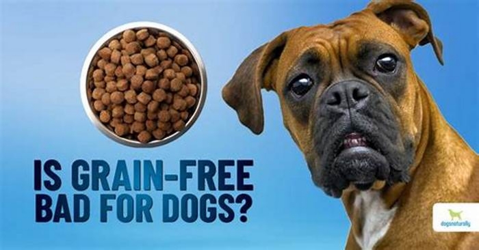 Is grain free still bad for dogs?