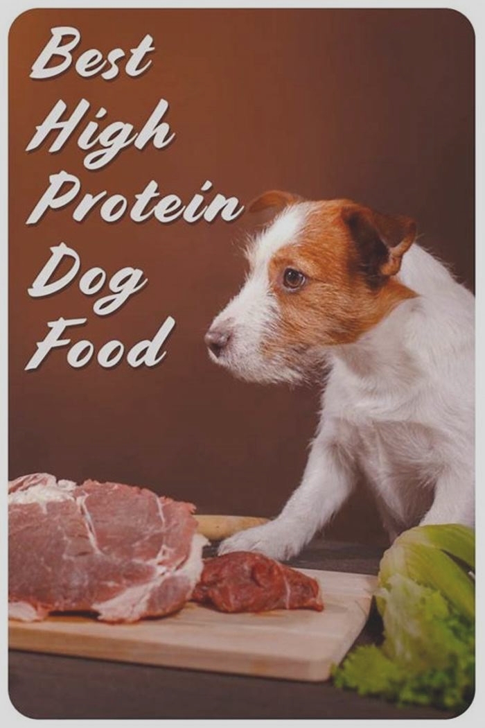 Is higher protein dog food better?