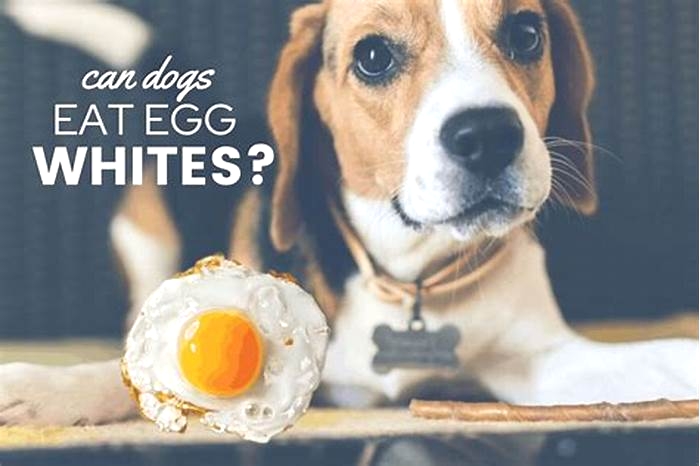 Is it OK to give dogs eggs everyday?