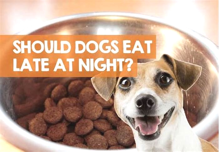 Is it bad to feed dogs late at night?