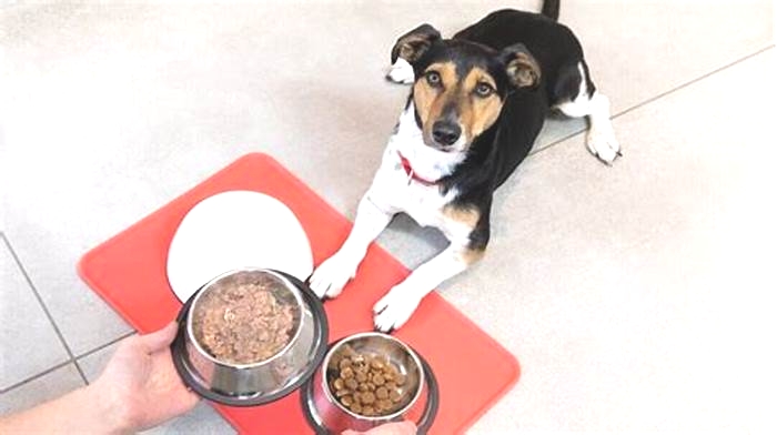 Is it better to feed a dog once or twice a day?