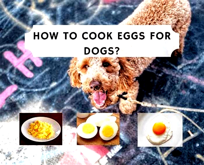 Is it better to give dogs raw or cooked eggs?