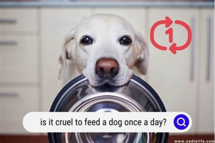 Is it cruel to feed a dog once a day