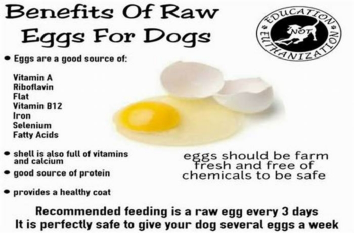 Is it okay to put raw eggs in dog food?