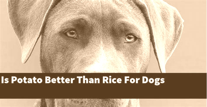 Is rice or potatoes better for dogs