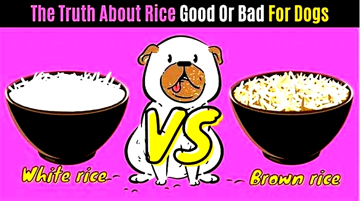 Is too much rice bad for a dog