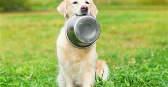 Pasture to Paw: Unveiling Fresh Canine Cuisine