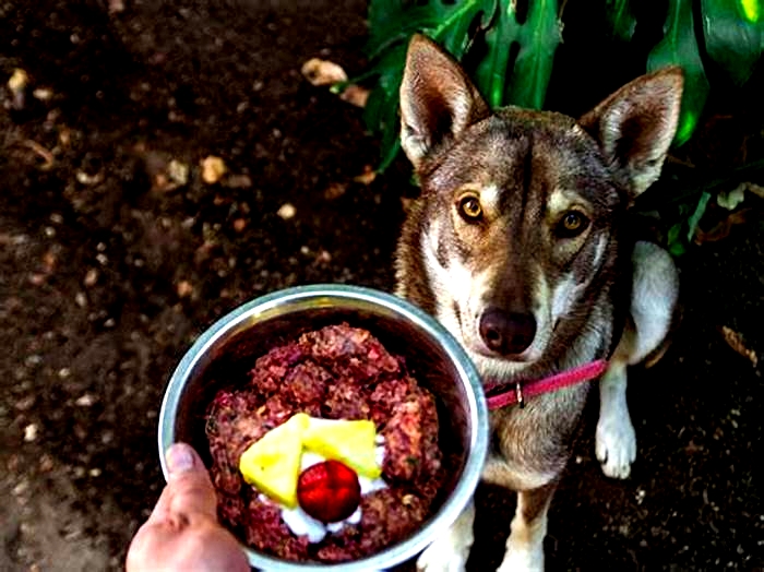 Pasture to Plate: A Primer on Farm-Style Dog Nutrition