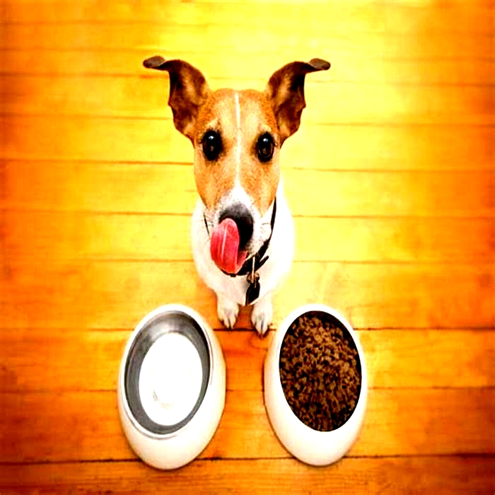 Prescription Dog Diets A Comprehensive Guide for Pet Parents