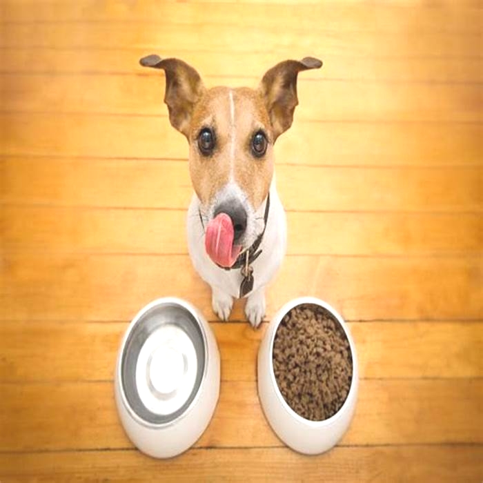 Prescription Dog Diets: Navigating the Path to Canine Wellness