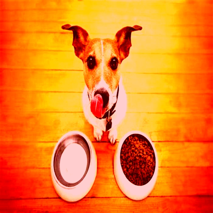 Prescription Dog Diets Tailored Nutrition for Canine Wellness