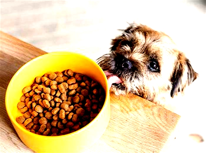 Prescription Dog Food: A Tailored Approach to Canine Wellness