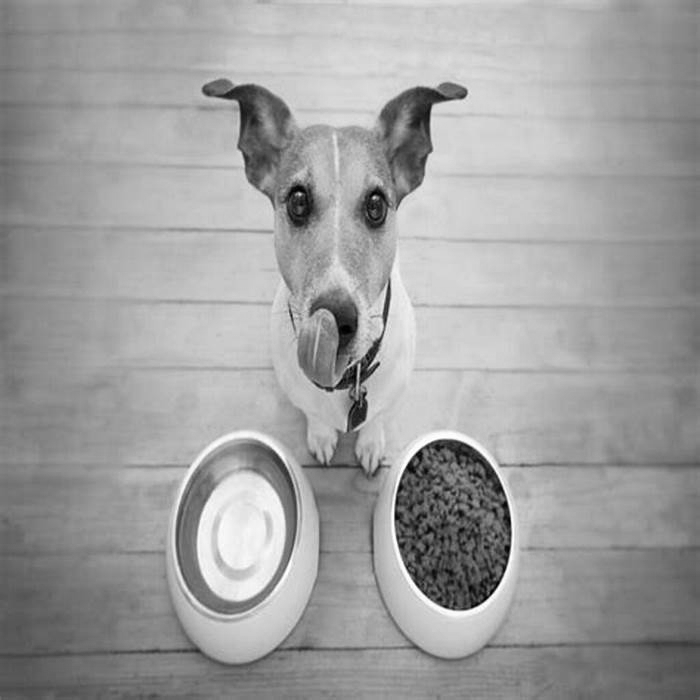 Rx for Health: Exploring the Benefits of Prescription Canine Diets