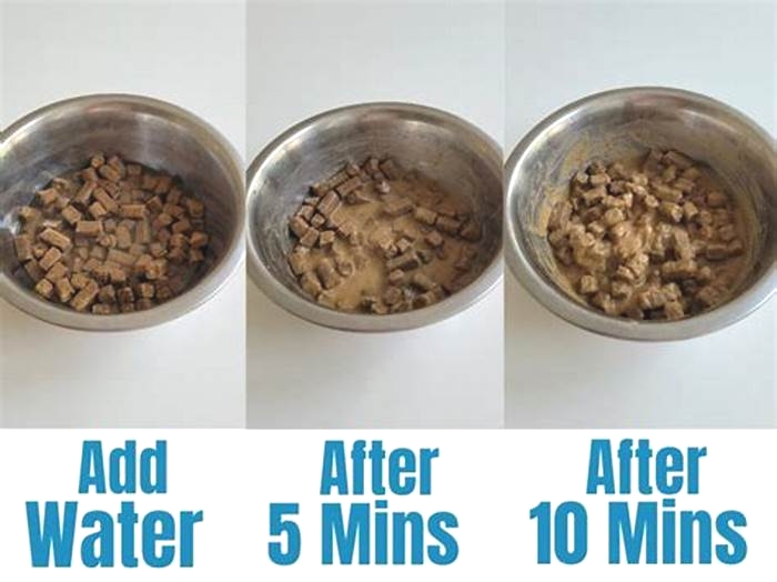 Should I add water to dry dog food?