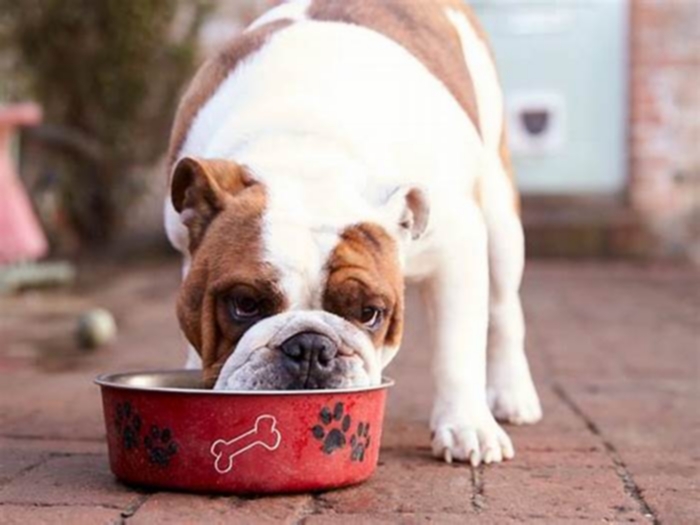 Should dogs eat the same food every day?