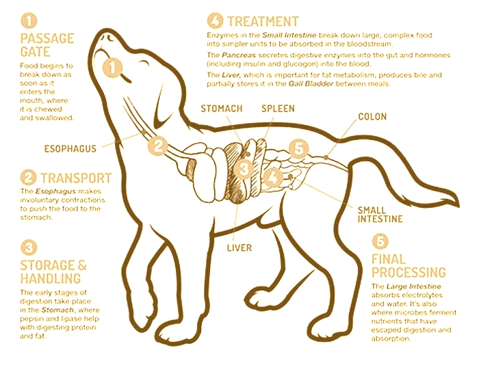 The Prescription Puzzle Decoding Canine Nutrition for Health