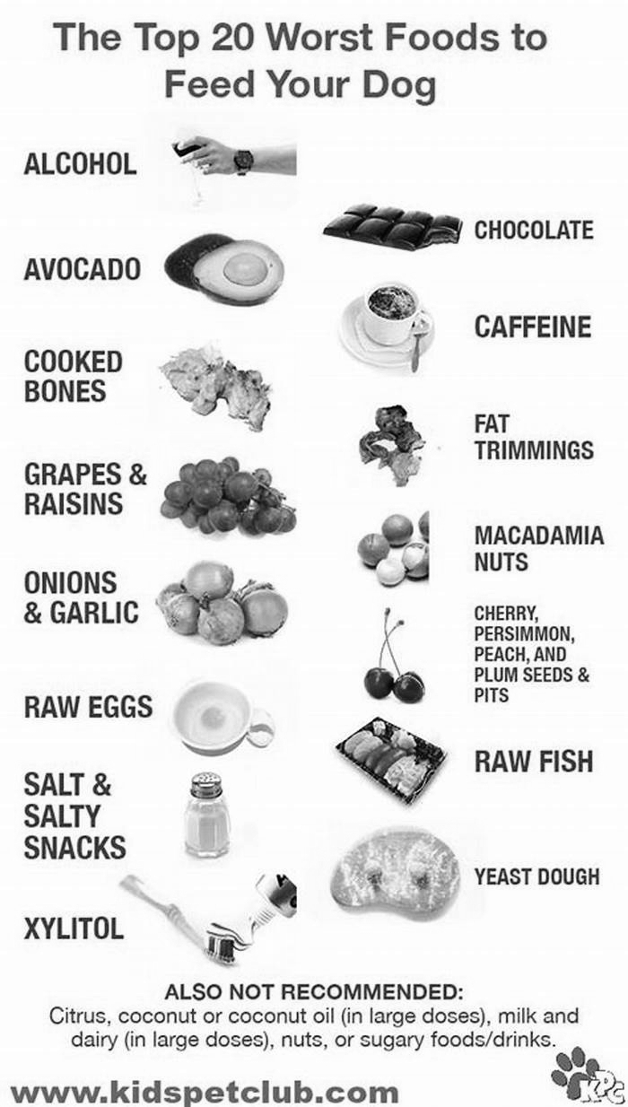 What 3 meats should dogs avoid?