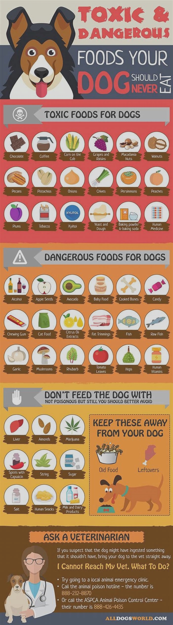 What are the 10 most toxic foods for dogs