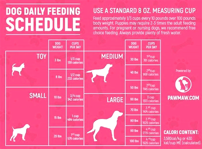 What are the best hours to feed dogs?