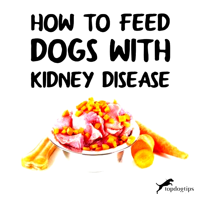 What foods cause kidney failure in dogs?