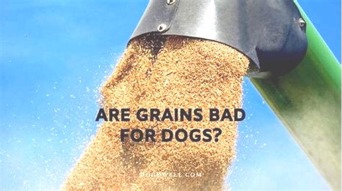 What grains are bad for dogs?