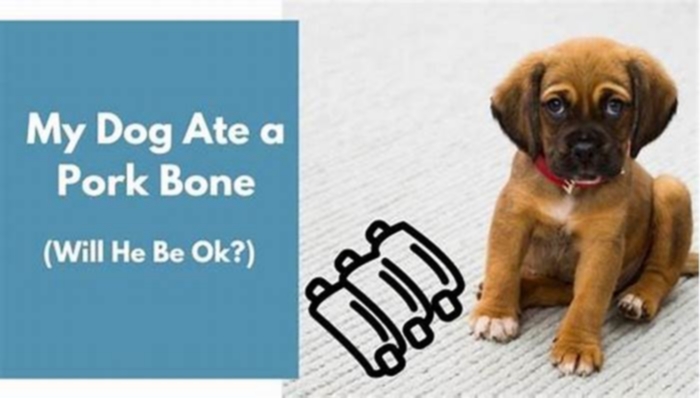 What happens if a dog eats pork bones