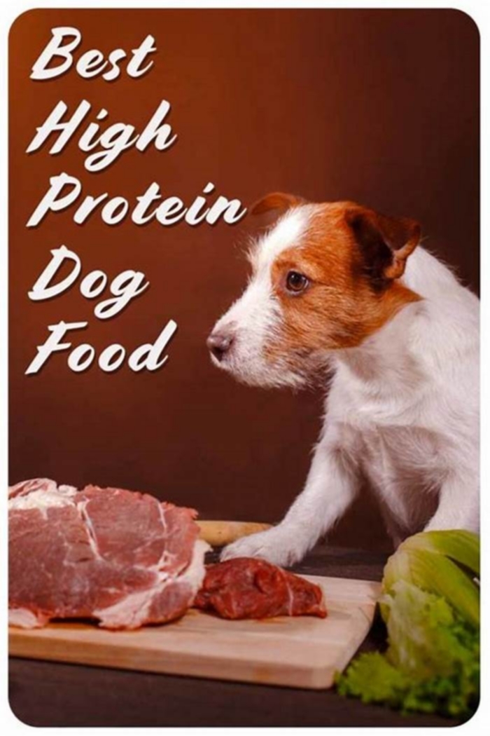 What happens to a dog on a high protein diet