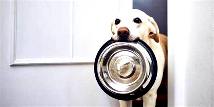 What if I forgot to feed my dog for 2 days?