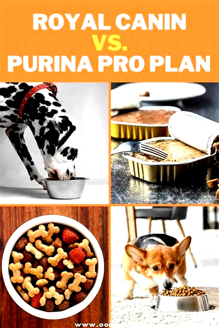 What is better Purina or Royal Canin