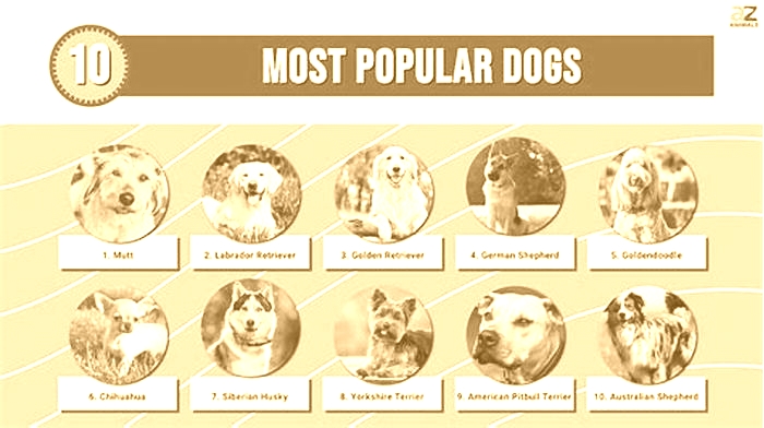 What is the 2 most popular dog?