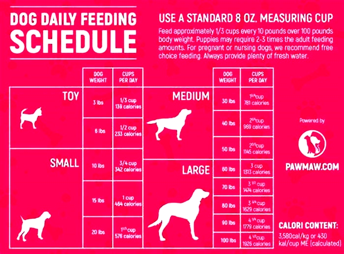 What is the best time to feed dogs