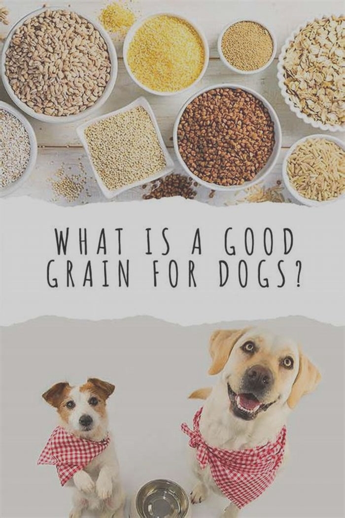 What is the healthiest grain for dogs