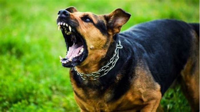 What is the most aggressive dog?