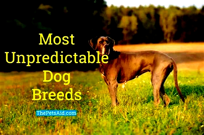 What is the most unpredictable dog?