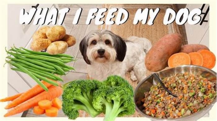 What is the perfect meal for a dog