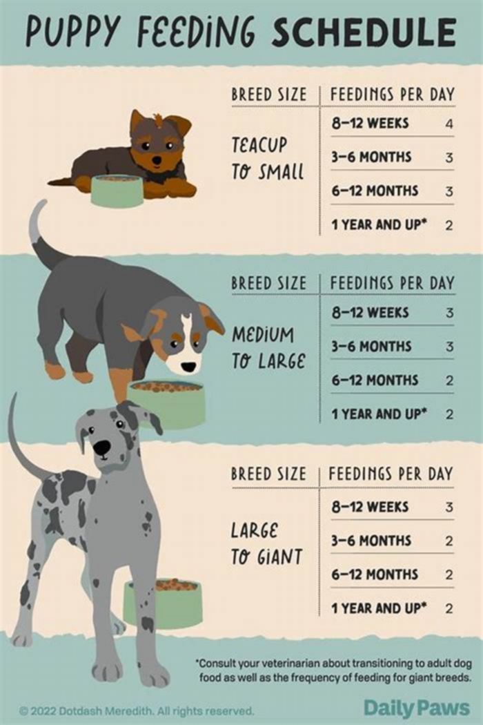 What should a dog eat daily?