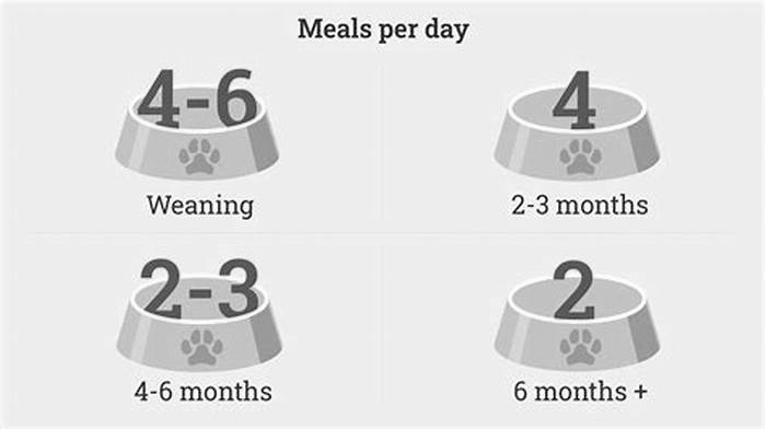 When to feed a dog twice a day?