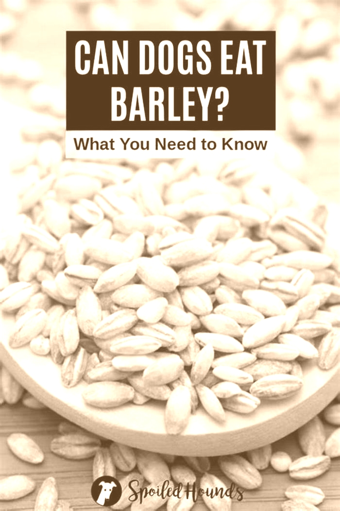 Which is better for dogs, barley or rice?