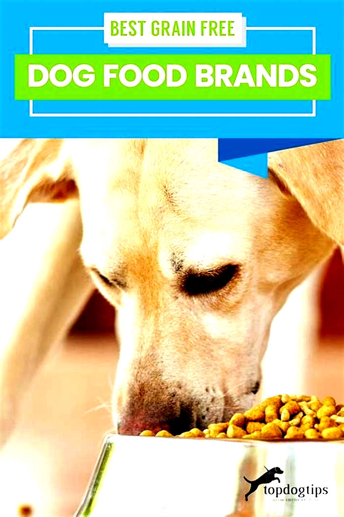 Which is better for dogs grain or grain free?