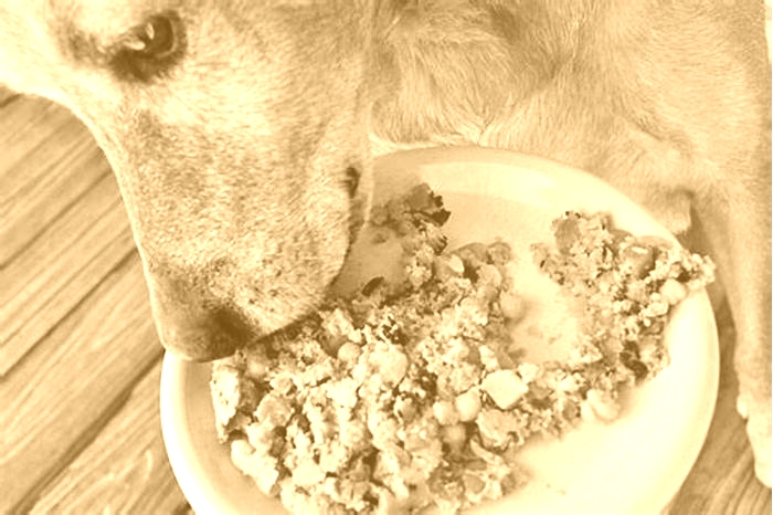 Why Your Dog Will Love The Farmer's Dog Food: It's Paw-sitively Delicious!