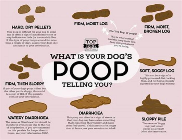 Why does my dog poop at 3am